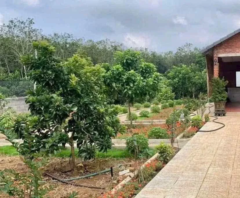 Nhà Vườn Nhà Bè – Không Gian Xanh Yên Bình, Vào Ở Ngay
